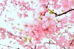 河津桜（満開）