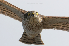 ハイタカさんが来る