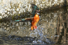 真冬のスプラッシュ