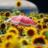 7.11 スイカ（向日葵）