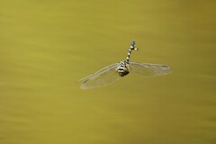 今期初撮影（ウチワヤンマ）