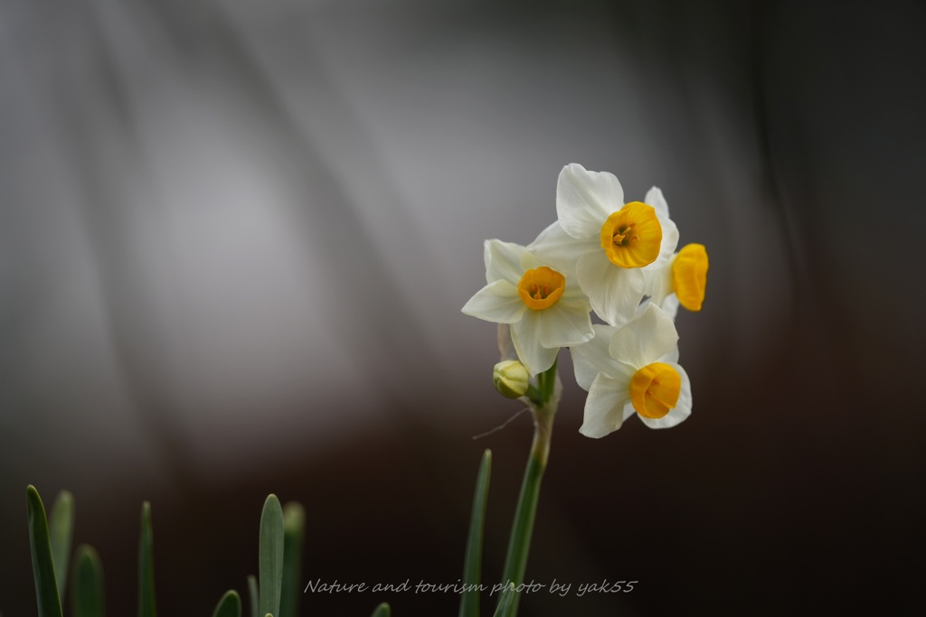 日本スイセンⅡ