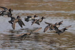 コガモちゃん飛来
