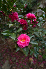 春の山茶花