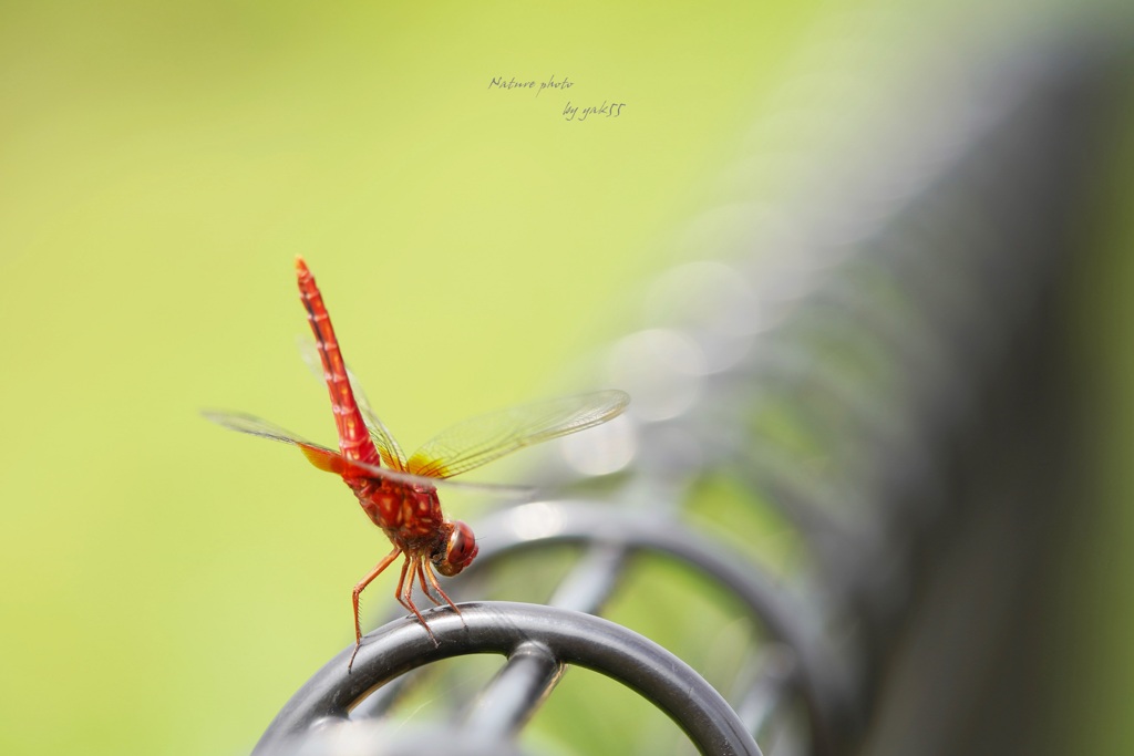 真夏の終わり（ショウジョウトンボ♂）