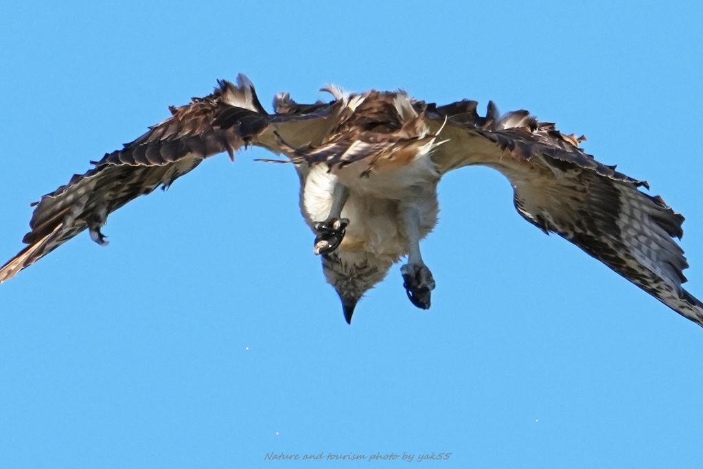 ハイスピードスタイル