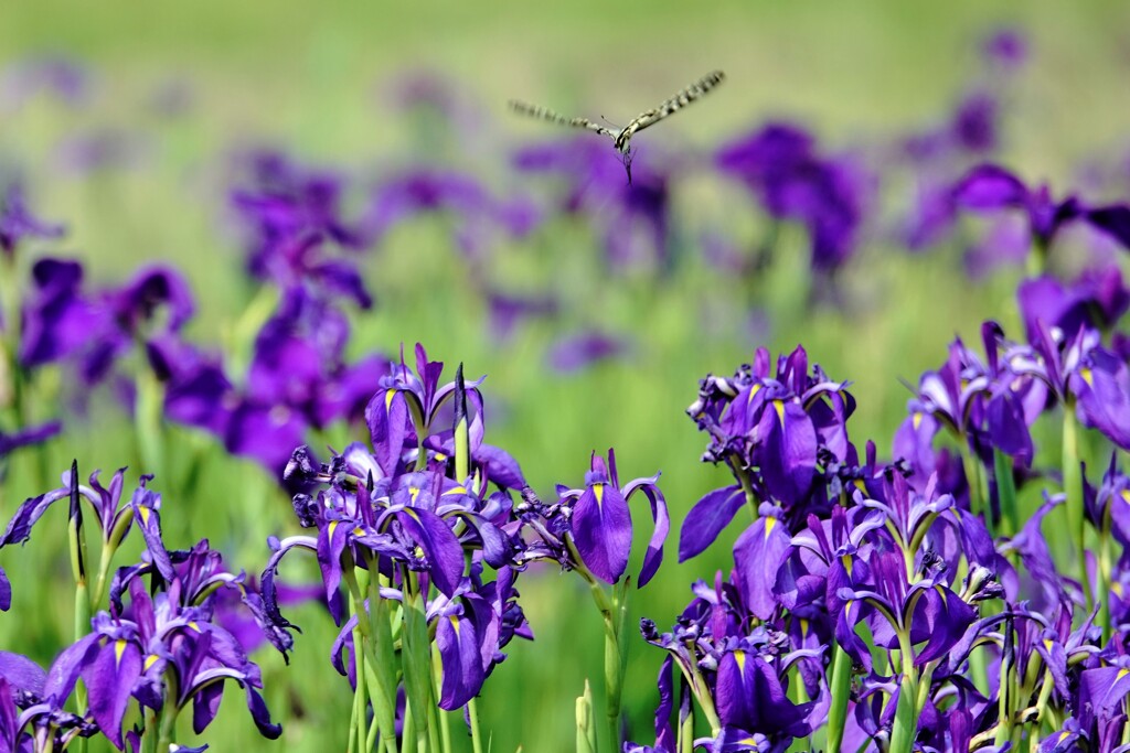 危機一髪・・（菖蒲・ショウブ）