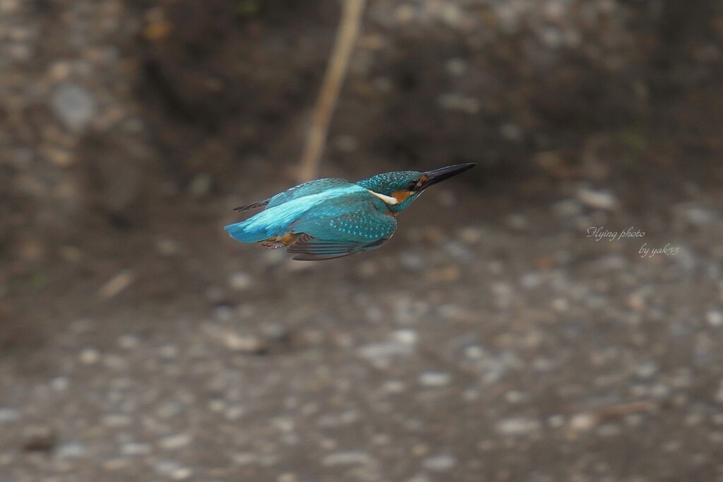 カワセミ（横切るシリーズ）