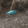 カワセミ（横切るシリーズ）