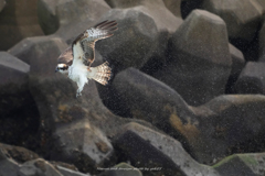 秋のスプラッシュ