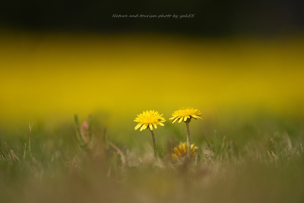 Yellow & Yellow