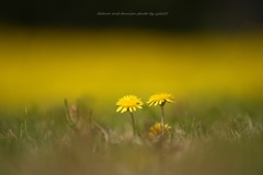Yellow & Yellow