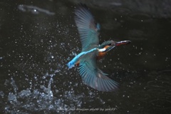 スプラッシャー