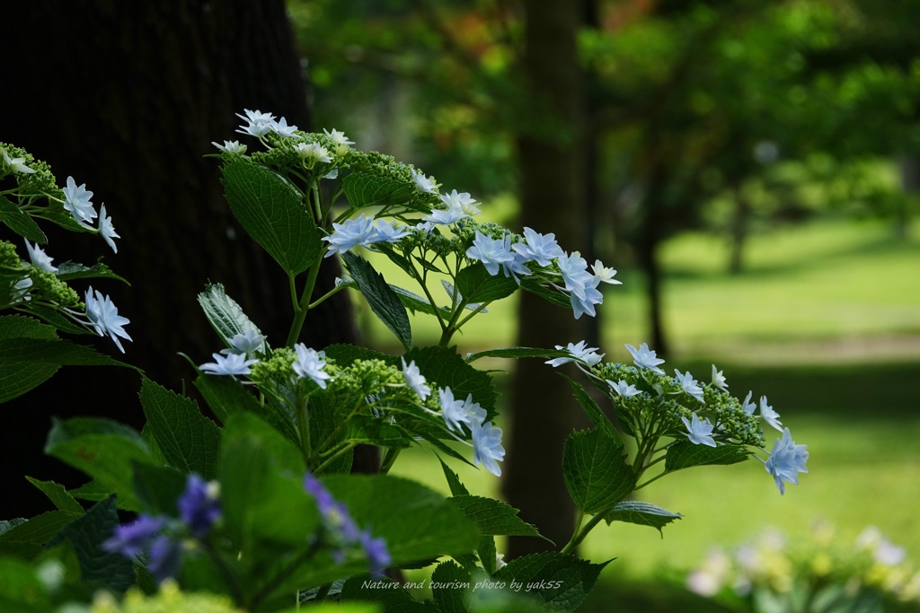 水無月の公園