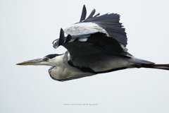 サギさん横切る