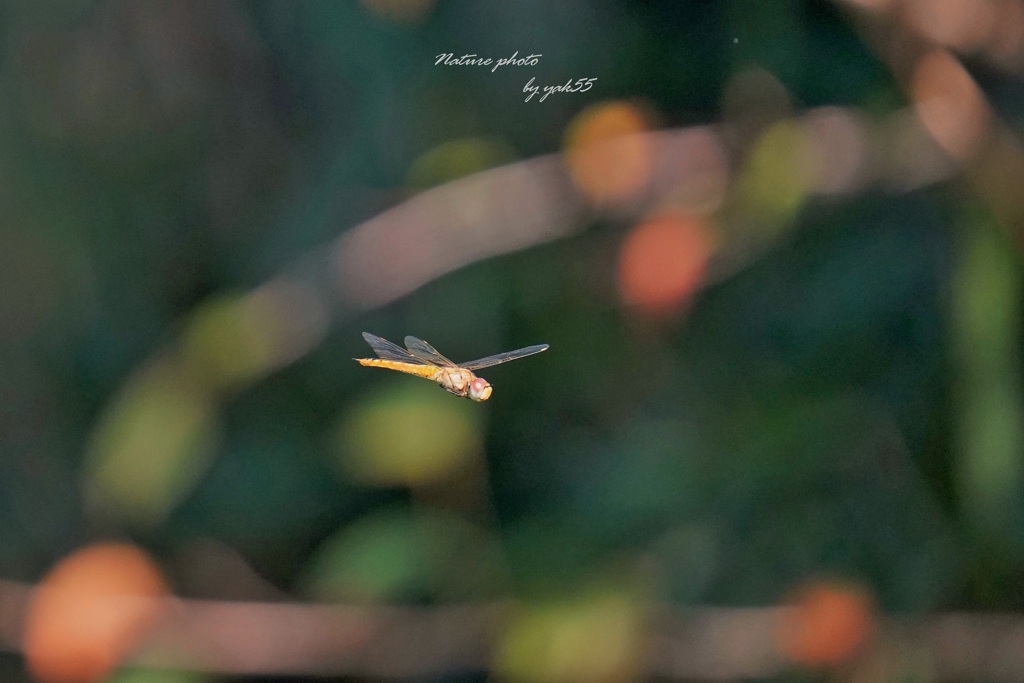 秋の気配（ウスバキトンボ）