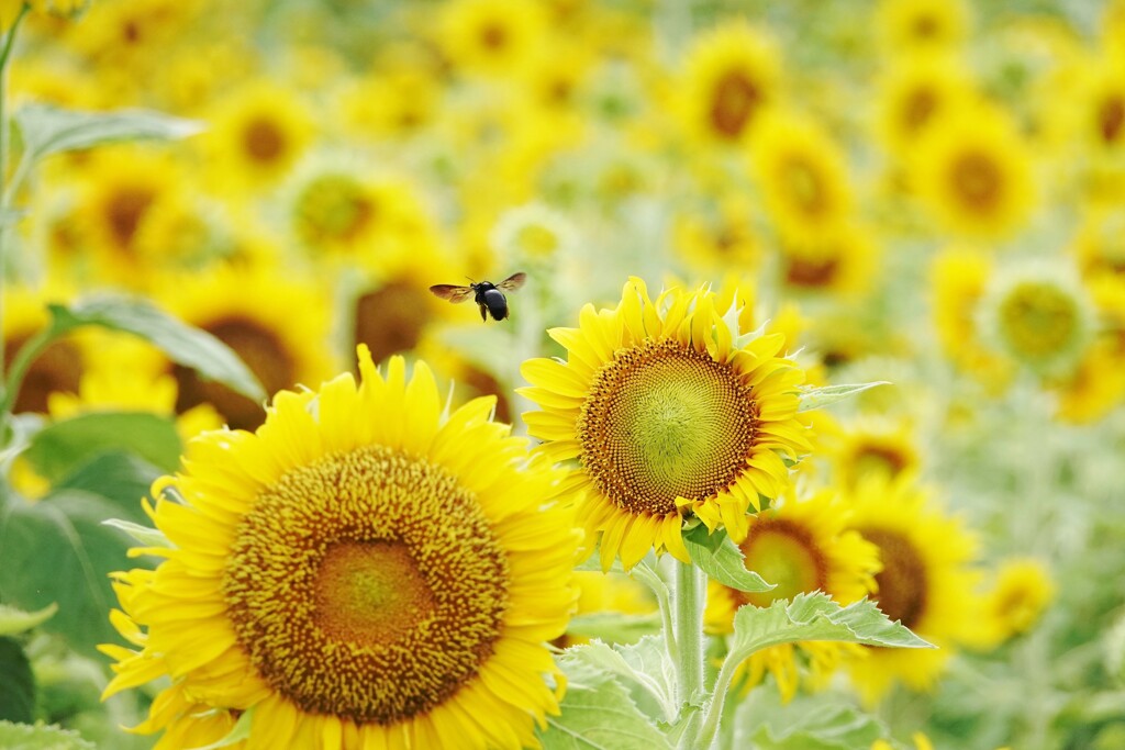 外食チェーン店の花畑（ヒマワリ）