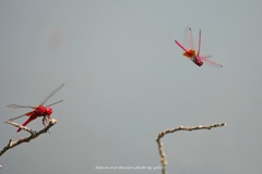 Red & Red
