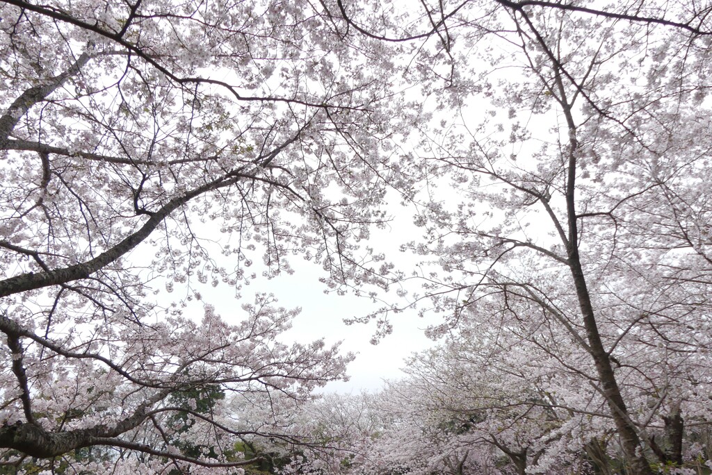 穏やかな春日和