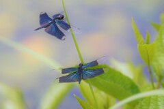 水無月池の岸辺（チョウトンボ）