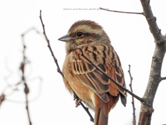 3000㎜で撮る（ホオジロ・幼）