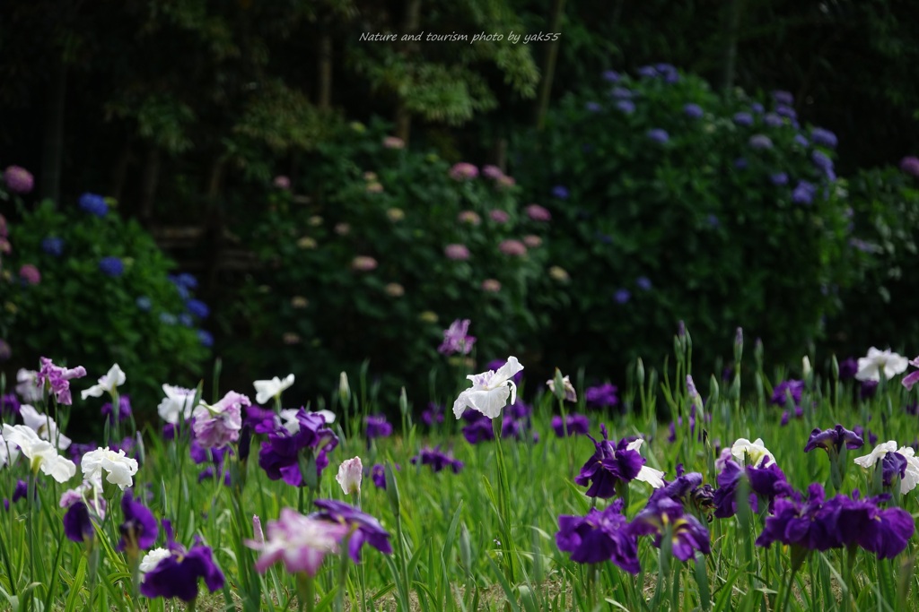 6月