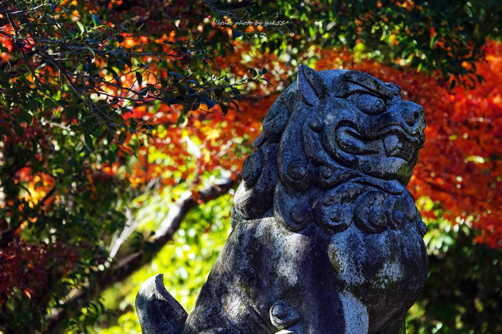 師走の犬