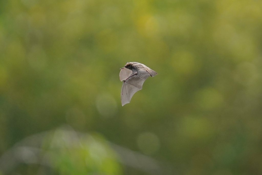 今日のお客さん（コウモリ）