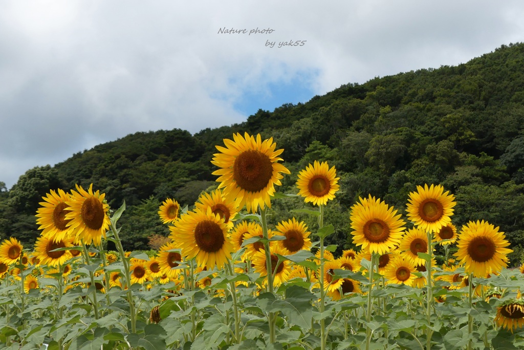 真夏の花畑