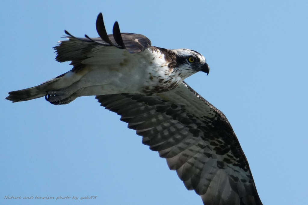 ミサゴさん横切る
