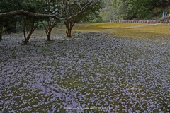 落ち花びら