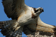 フォルムミサゴ