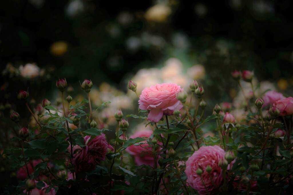 イングリッシュガーデン