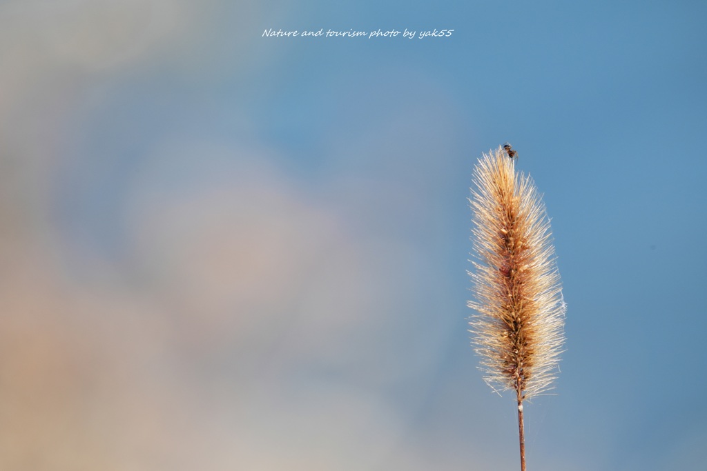 クモちゃんも晩秋