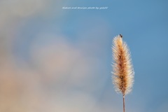 クモちゃんも晩秋