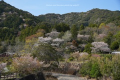 里山の春Ⅱ