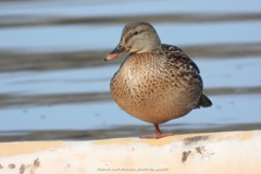 マガモちゃん日向ぼっこ