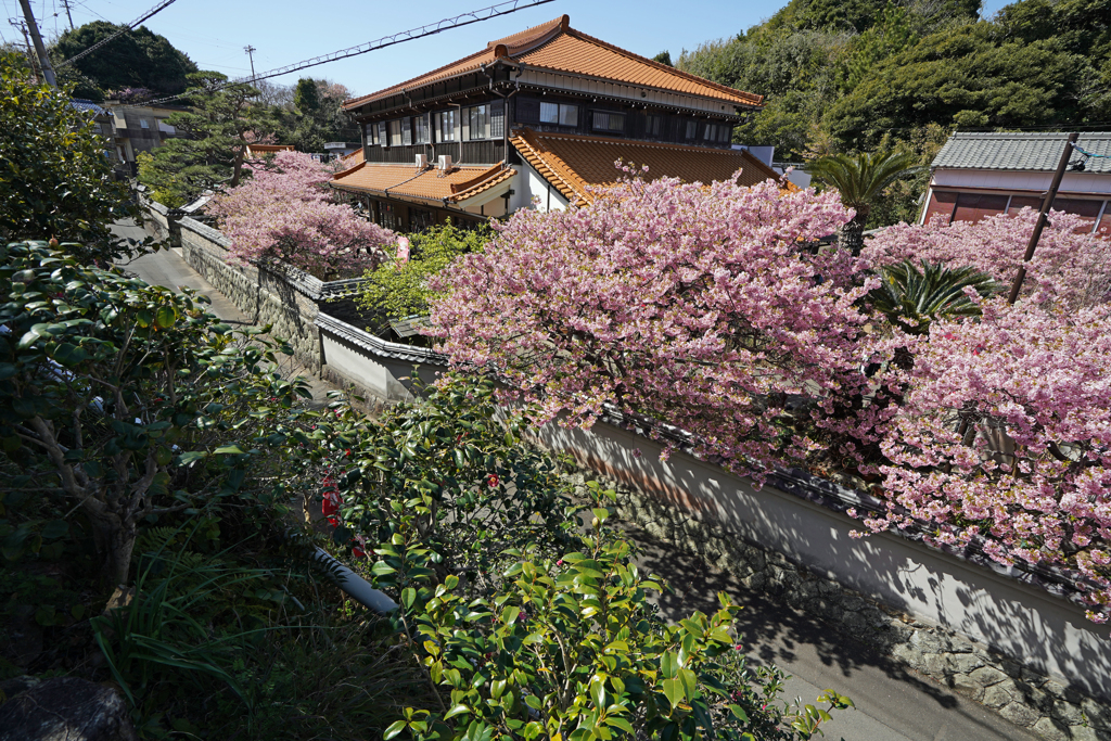沿岸線の春寺院