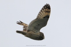 お顔が・・（コミミズク）