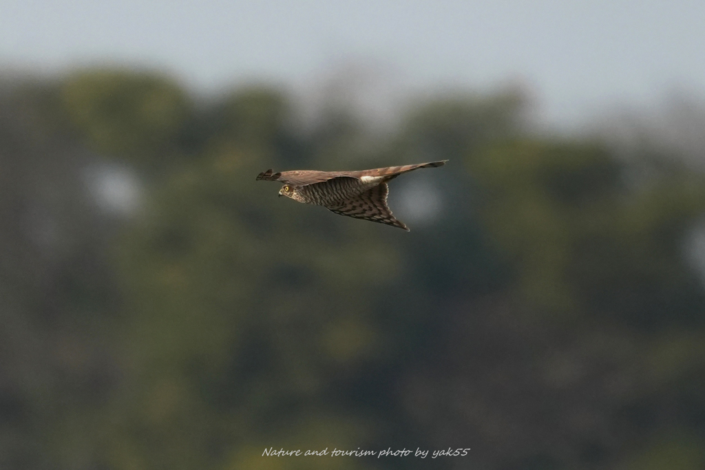 年の瀬を駆ける