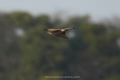 年の瀬を駆ける