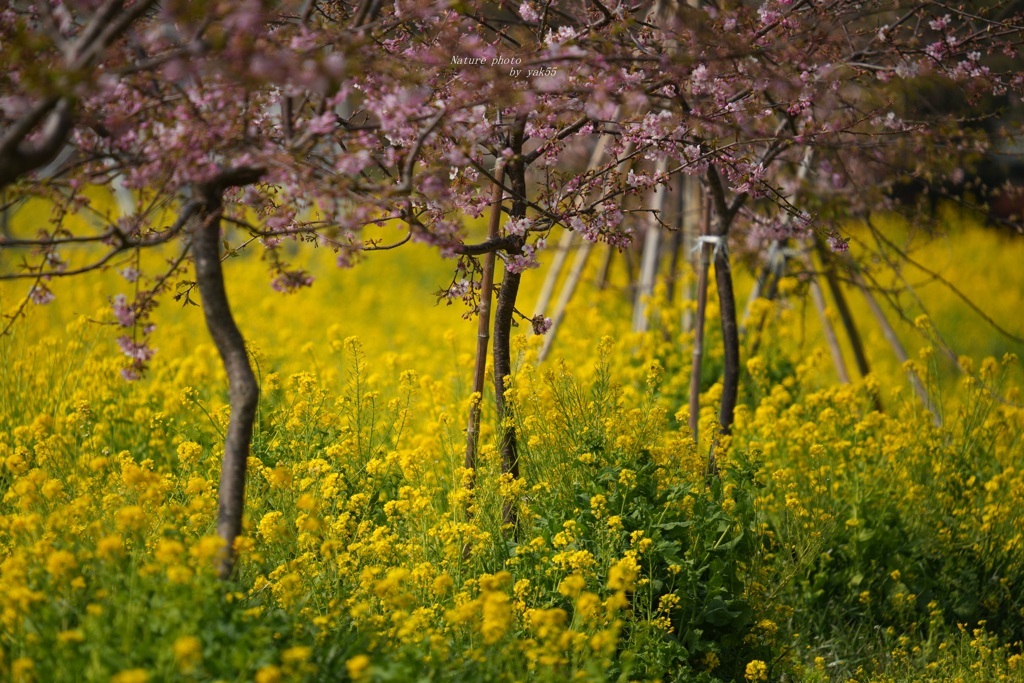 季節は進みます