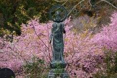 春の観音さん