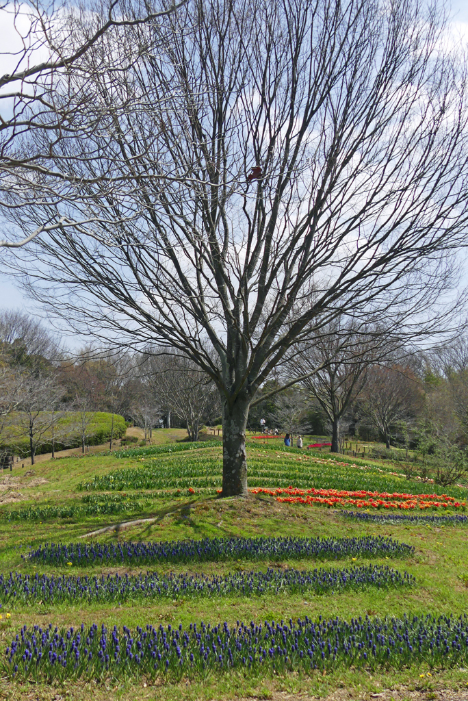 春のお花畑