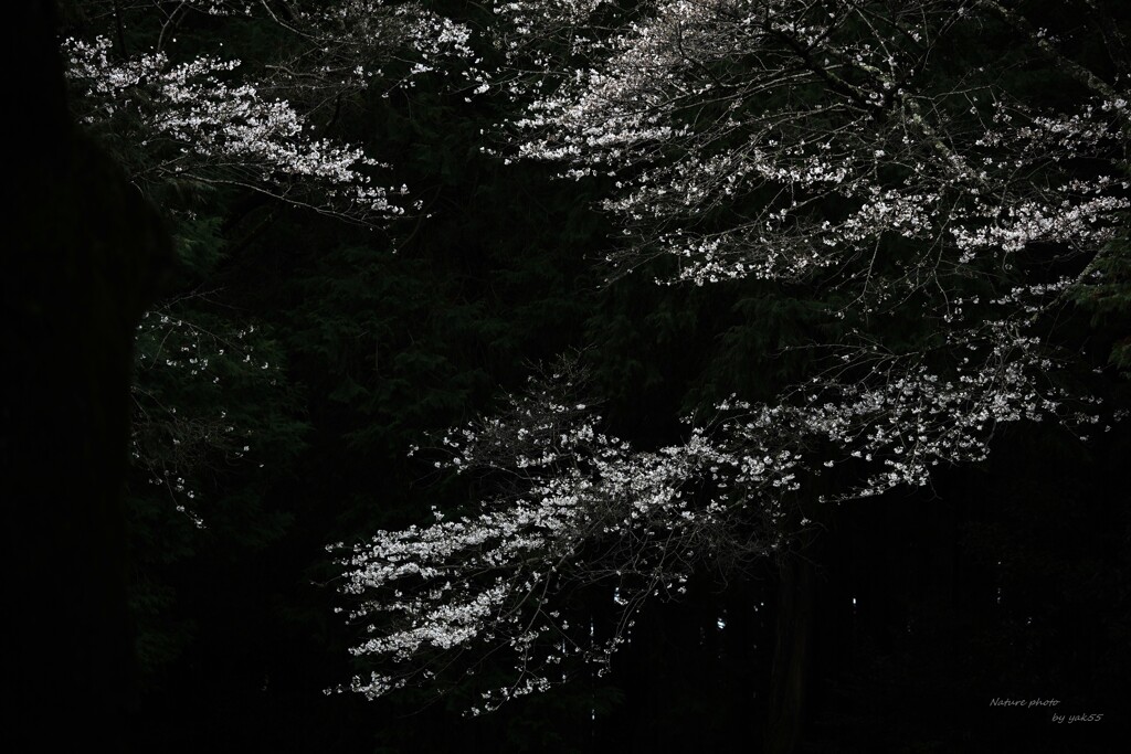 ソメイヨシノ（３分）