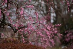 開花