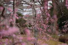 すだれるⅡ