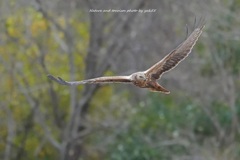 お久しぶりチュウヒさん