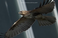 ノスリさんのお通り