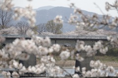 春の名所